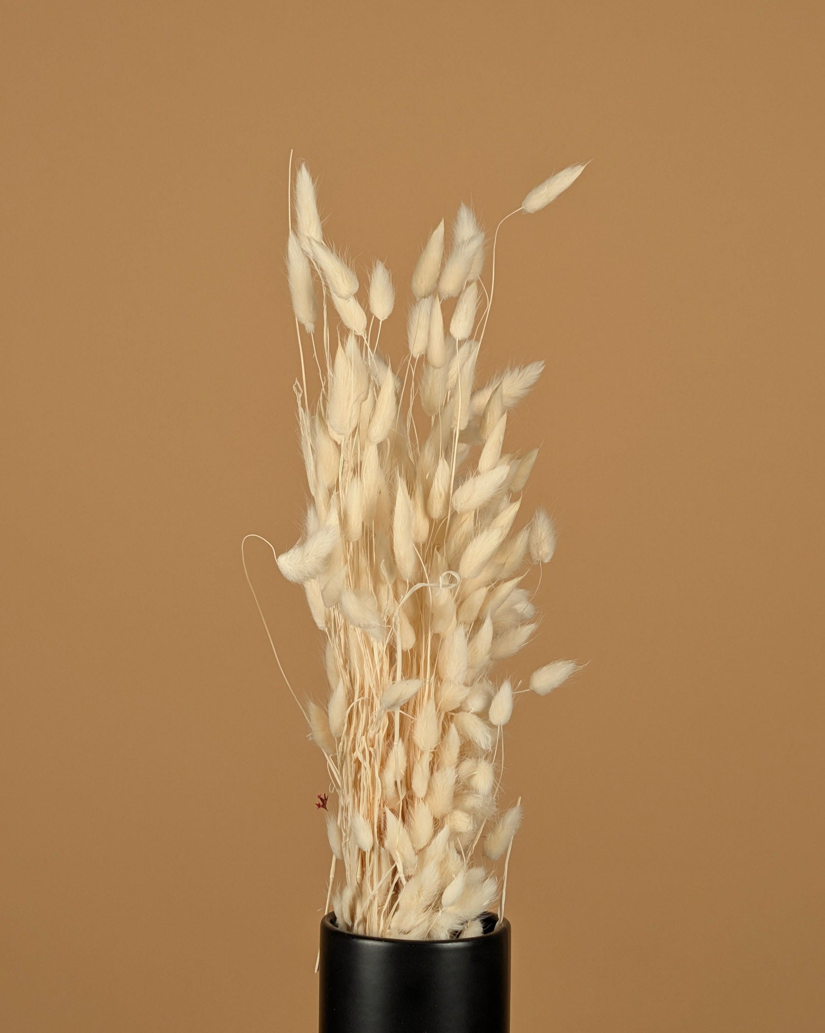 Séché Lagurus ovatus blanchis