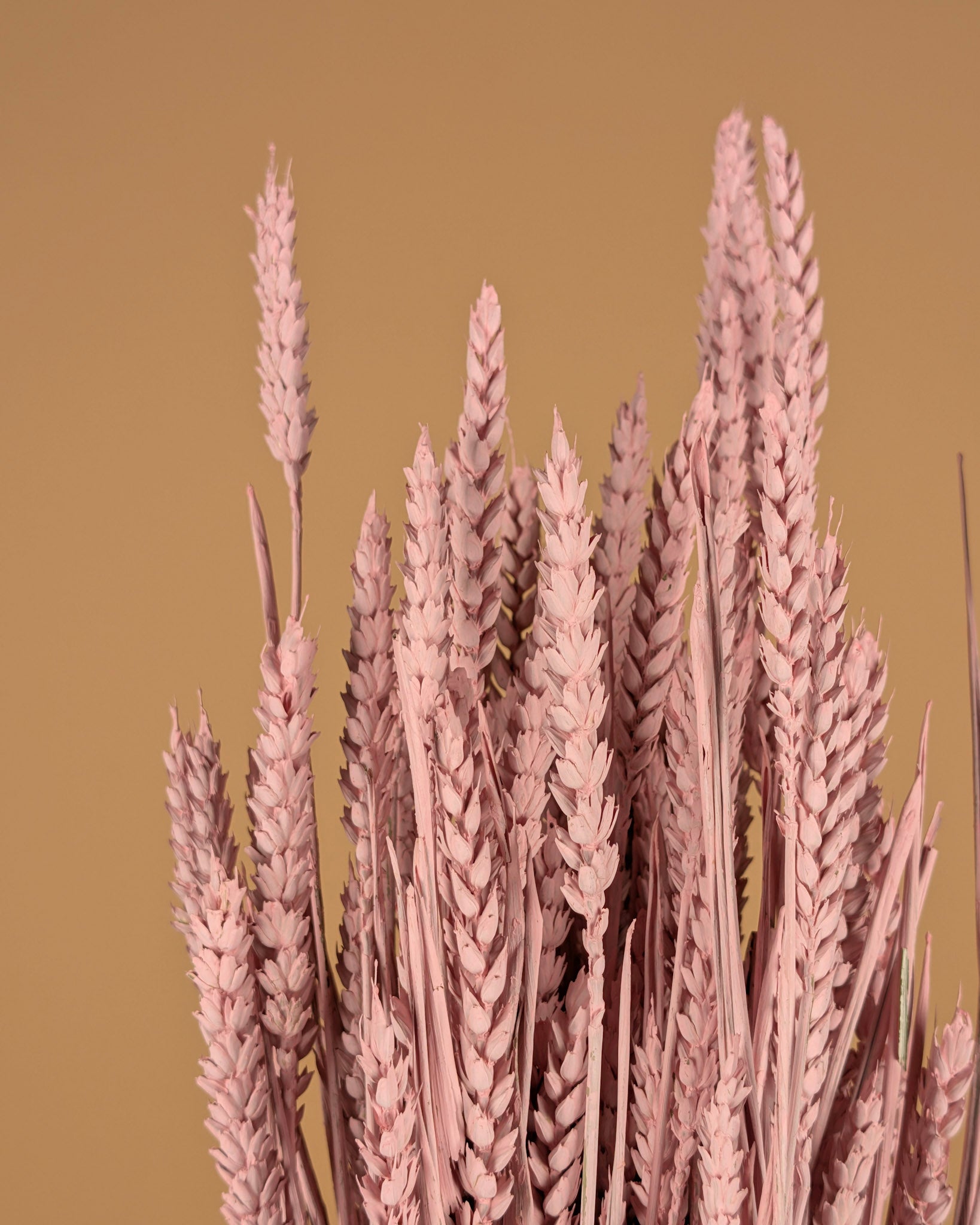 Getrocknetes Weizennebelrosa (Triticum)