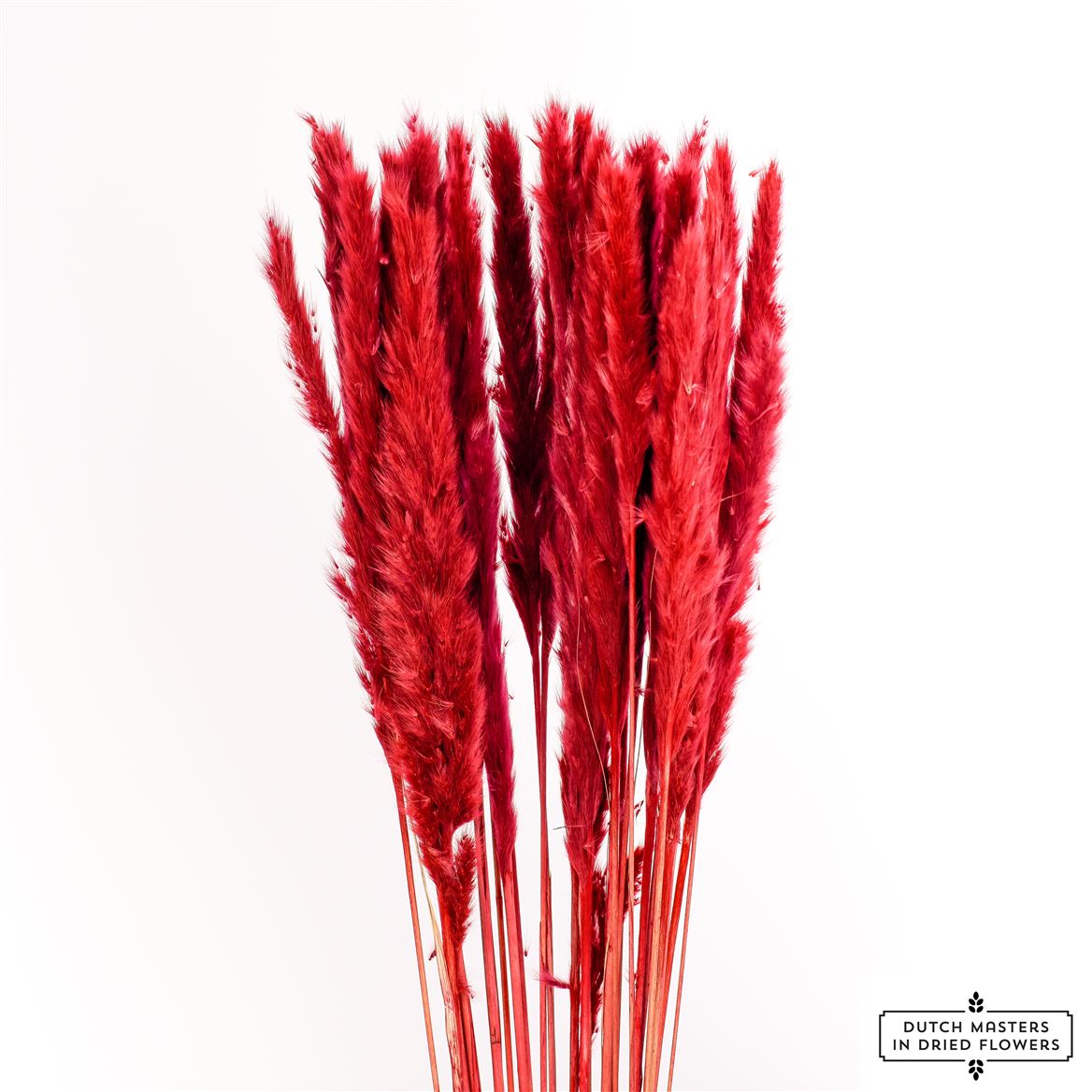 Fluffy Pampas (Miscanthus) Pluim Red