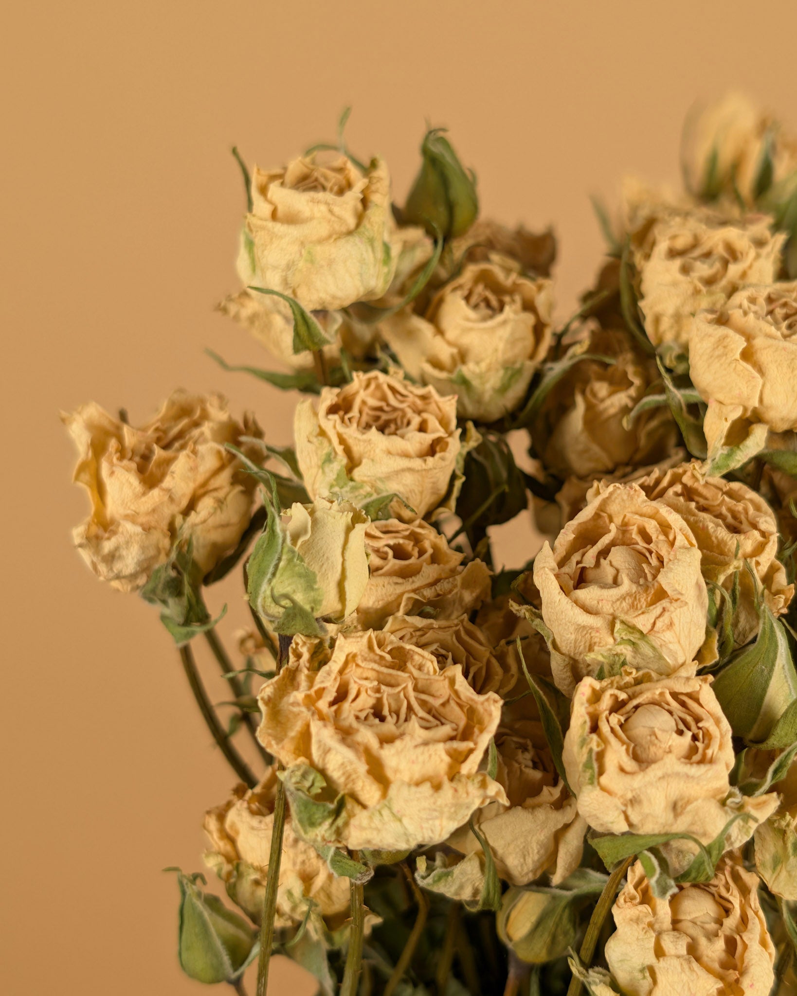 Gedroogde trosroosjes – wit