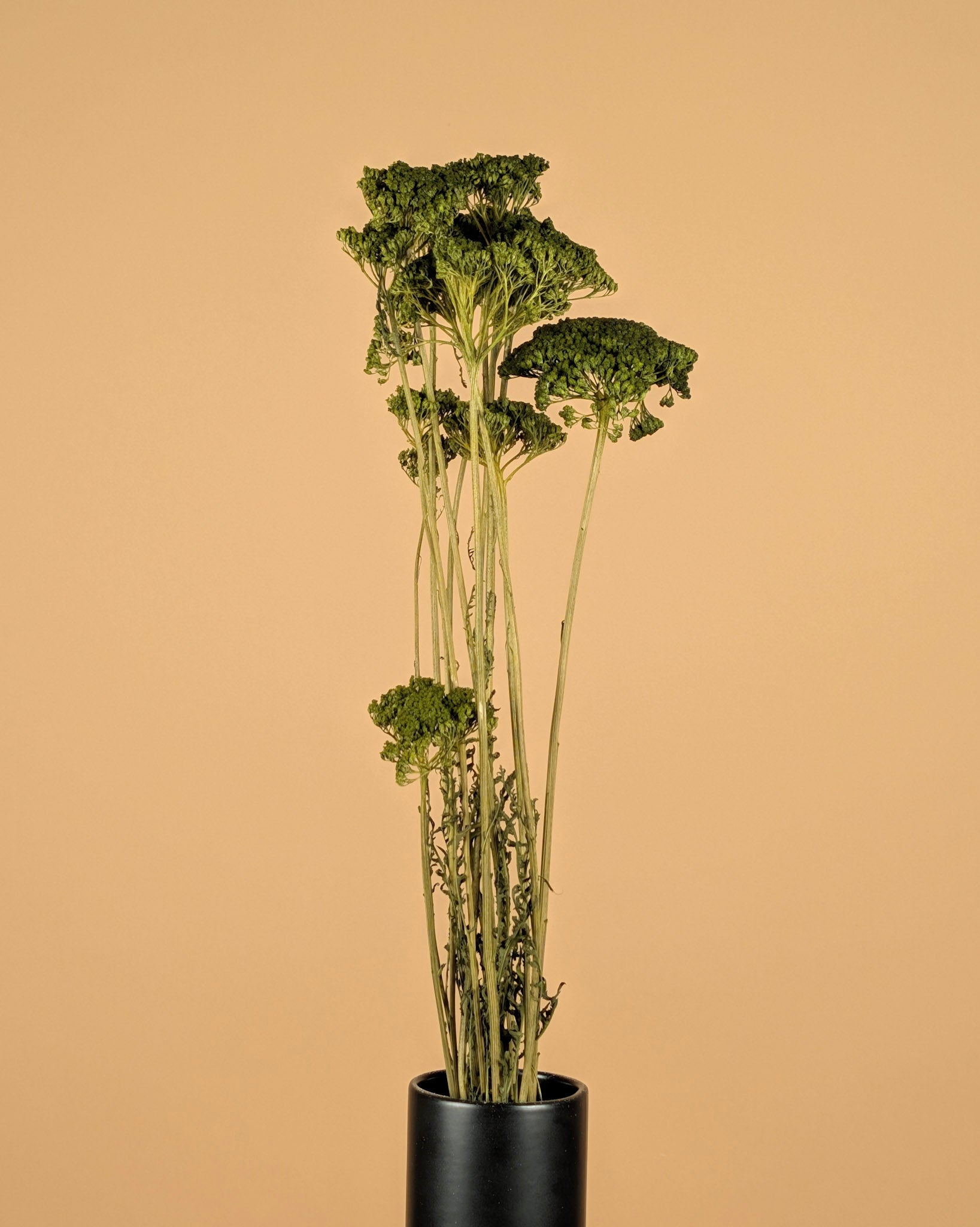 Dried Achillea green painted