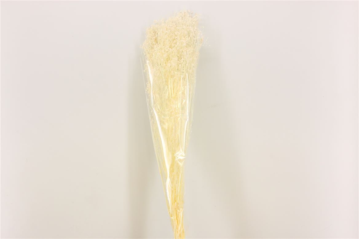 Gypsophila bleached dried (gypsum)