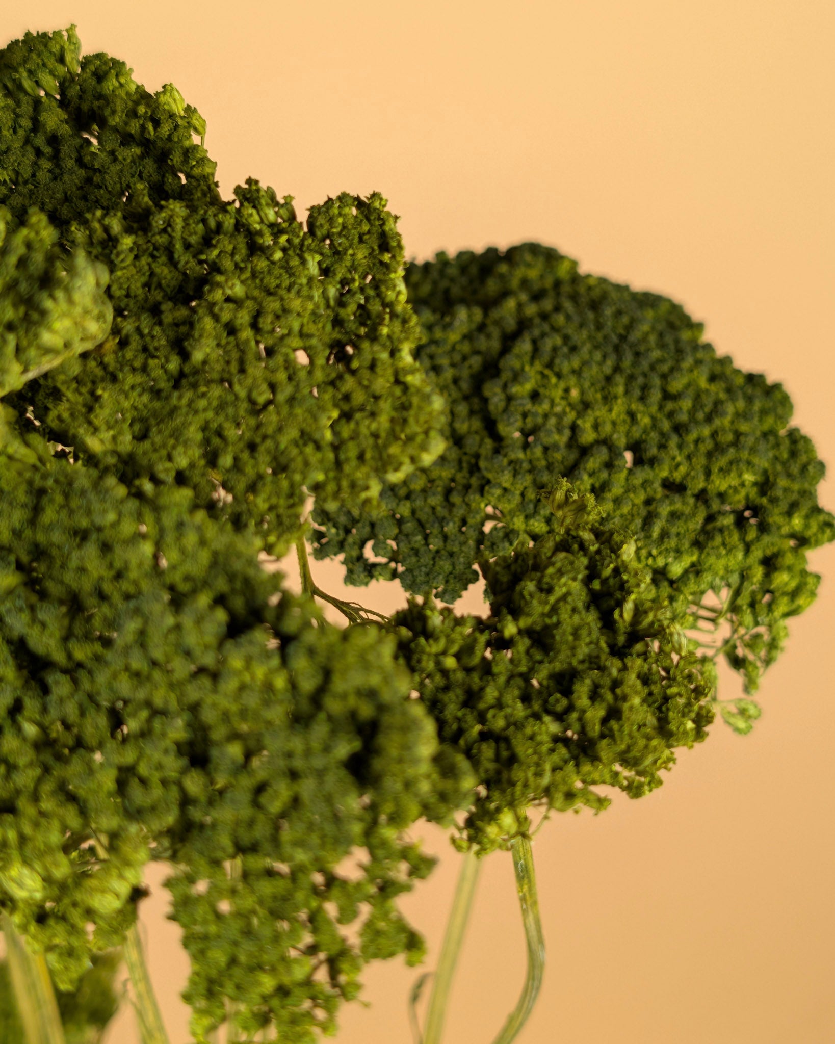 Dried Achillea green painted