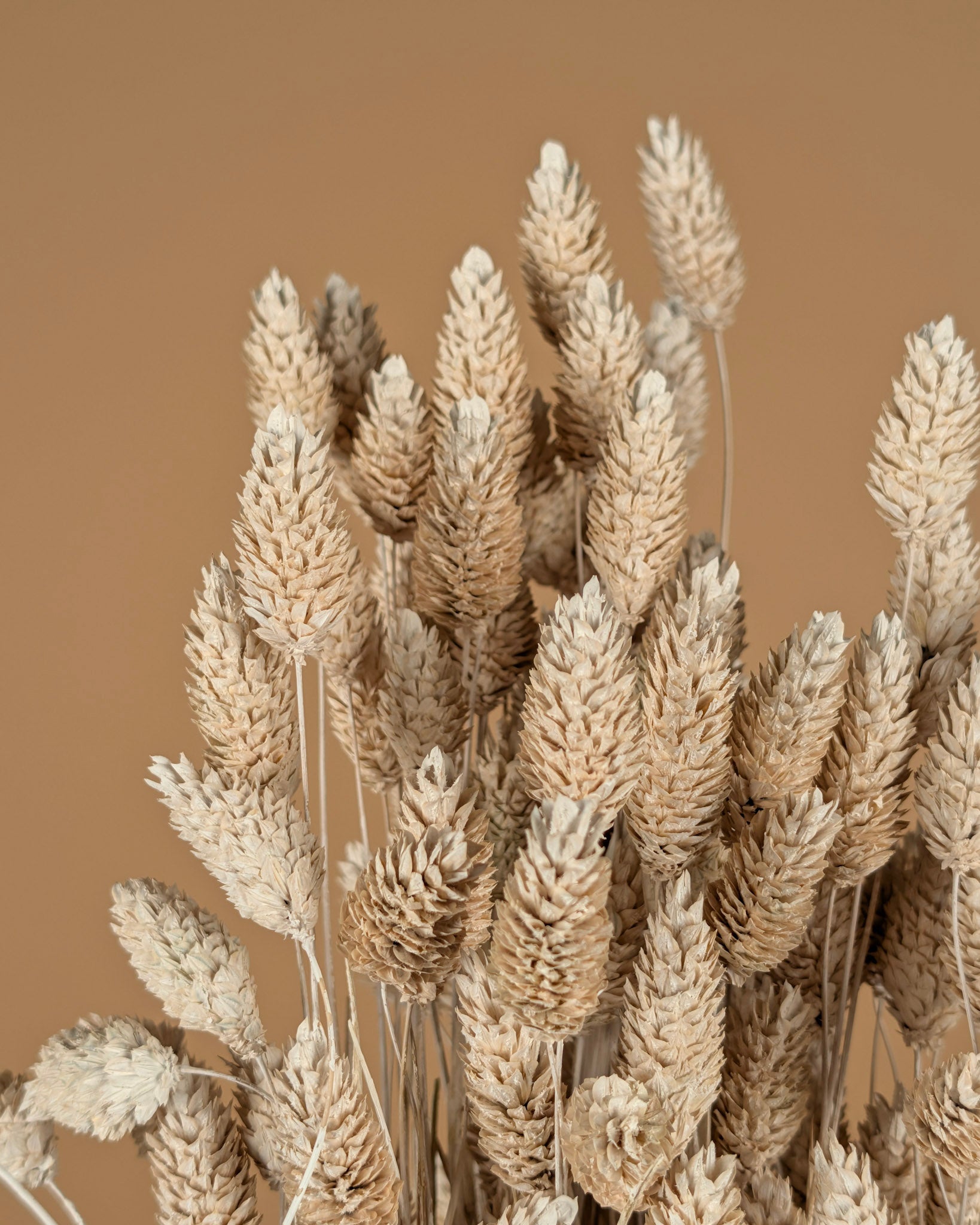 Phalaris Misty Wit (herbe canariale)