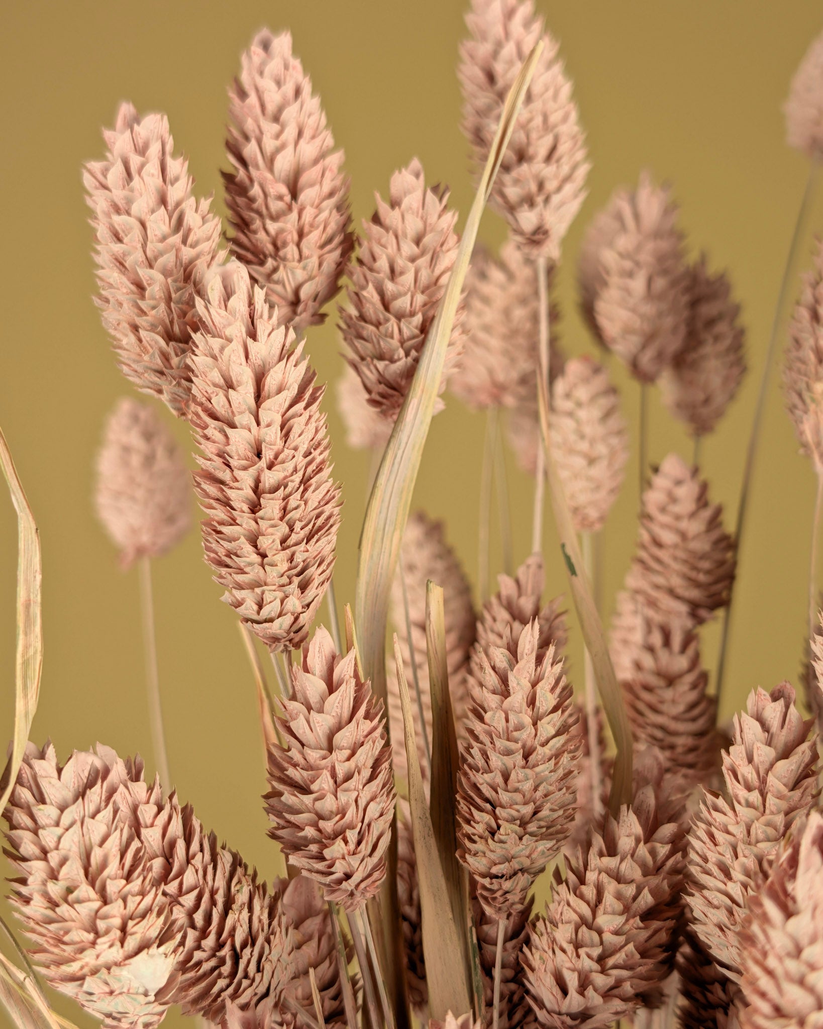 Phalaris séché rose brumeux
