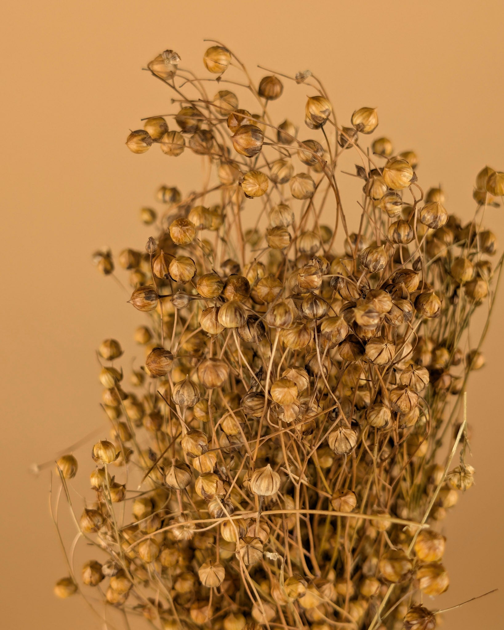 VLAS Lino séché Naturel (Linum)