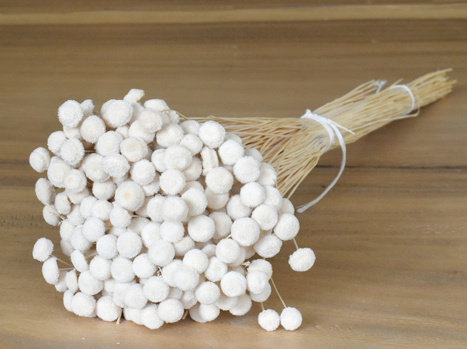 Botao bleichte 100gr.