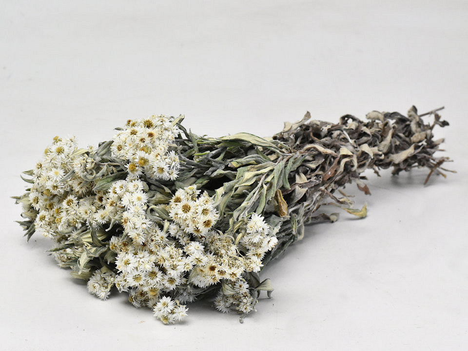 Edelweiss, Anaphalis 50 cm