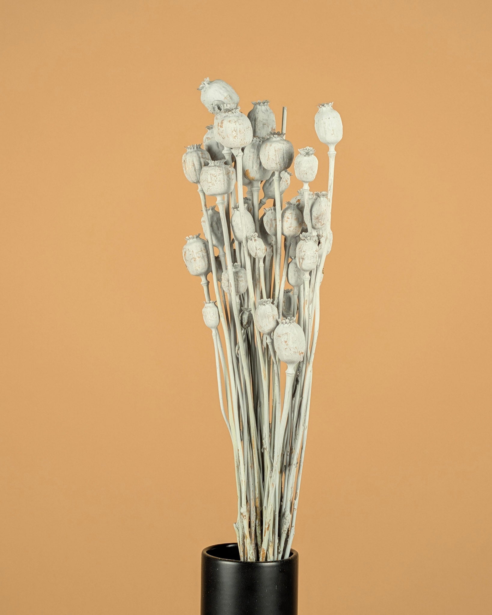 Papaver grau getrocknet