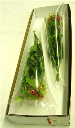 5 Gloriosa rood