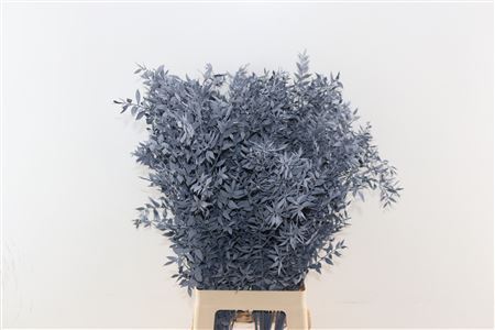 Ruscus Mint Gray preserved