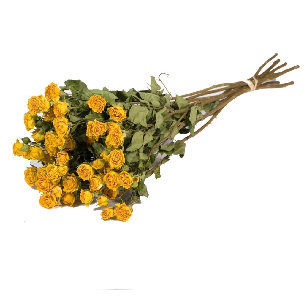 Dried cluster roses yellow