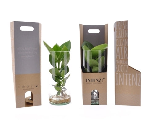 Clusia with the roots visible in a cylinder glass