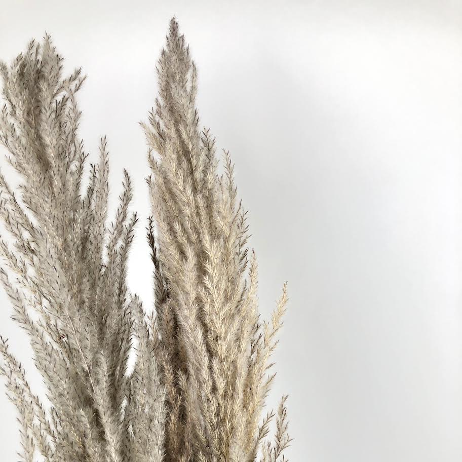 Pampas séché plumemen xl naturel