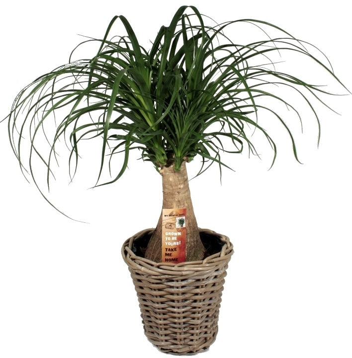 Nolina Beaucarnea in einem Rattankorb