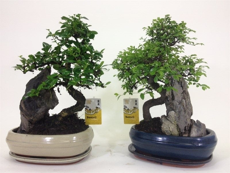 Bonsai im Keramikwaagen