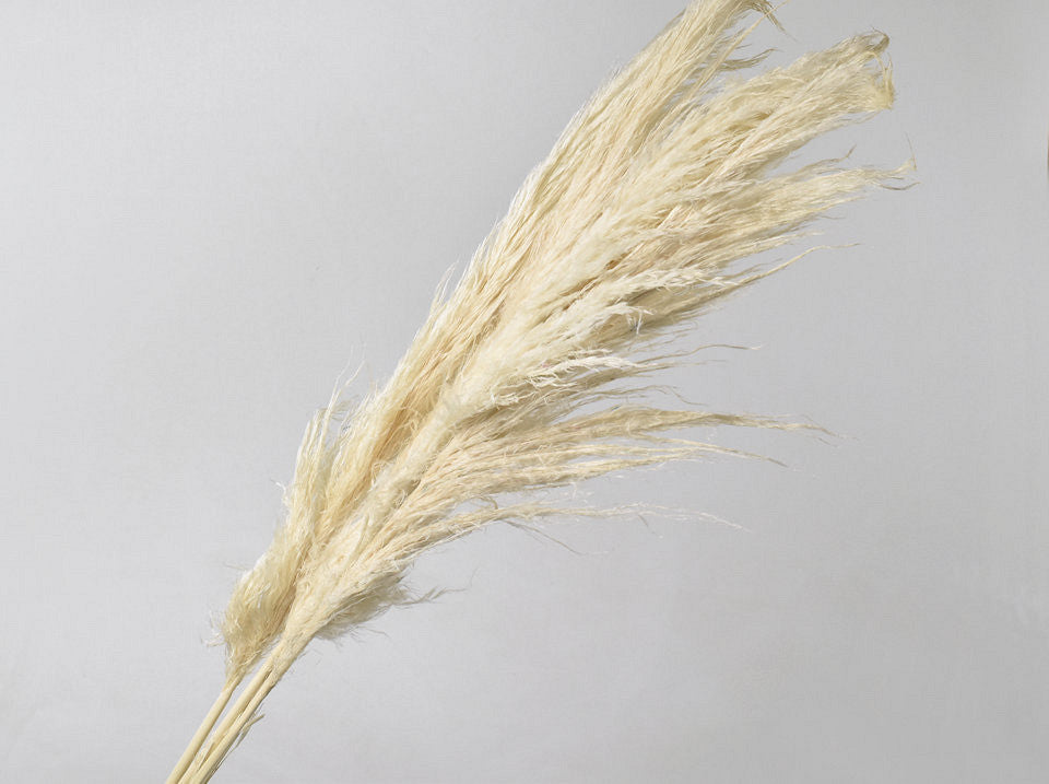 Pampas Pluim blanc blanchied