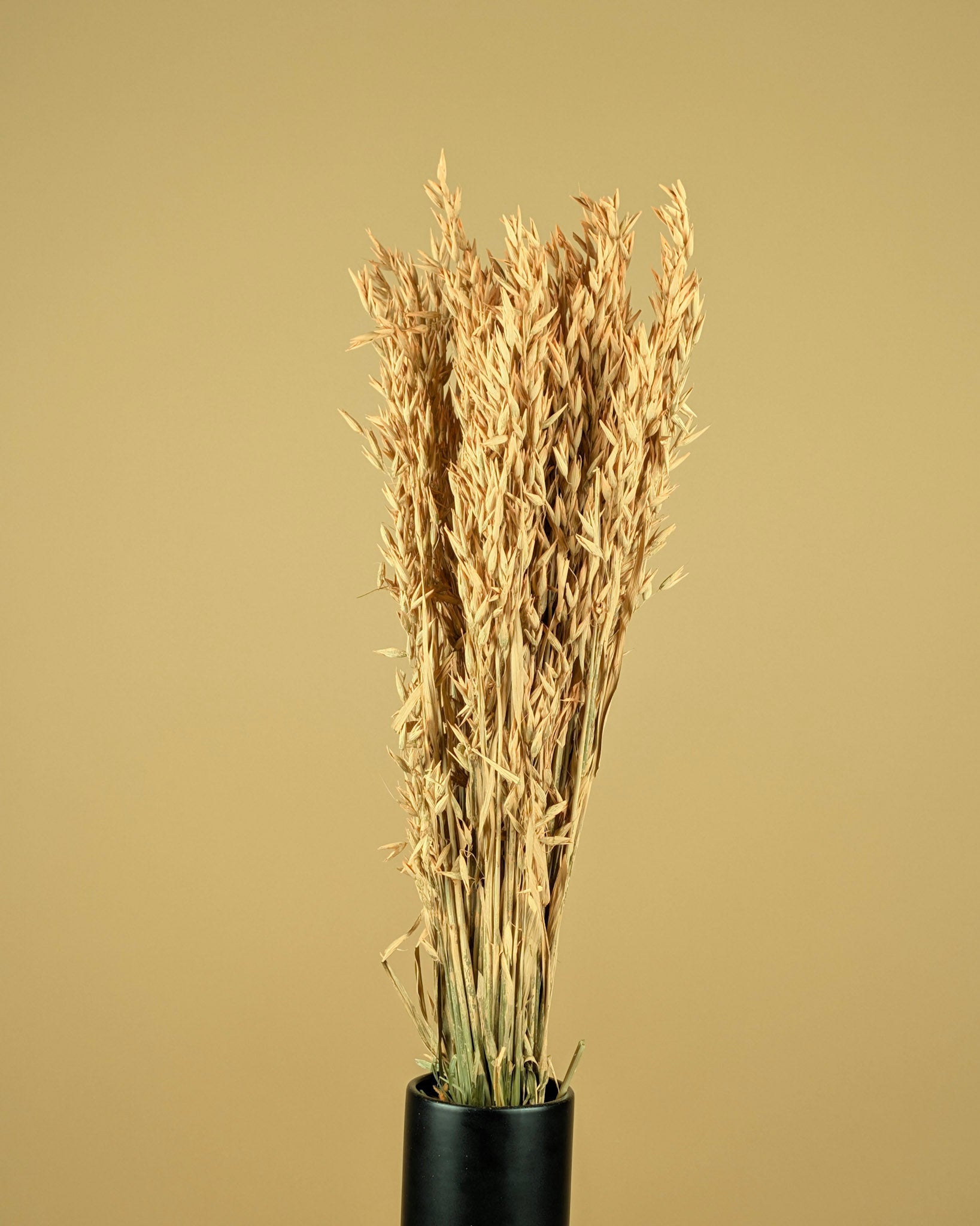 Avoine séchée corail coloré brumeux