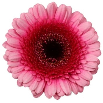 20 Germinis in rosa Farbtönen