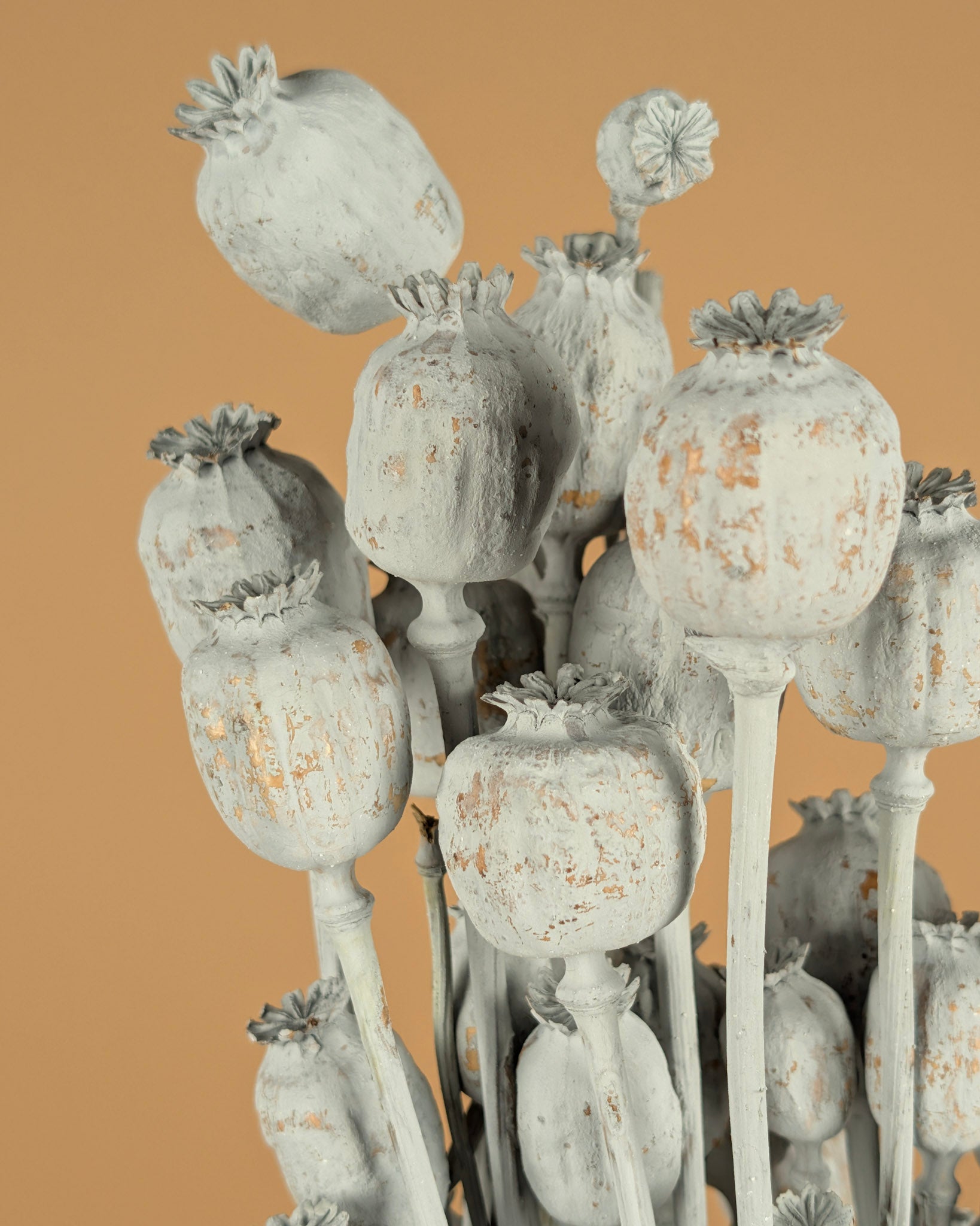 Papaver grau getrocknet