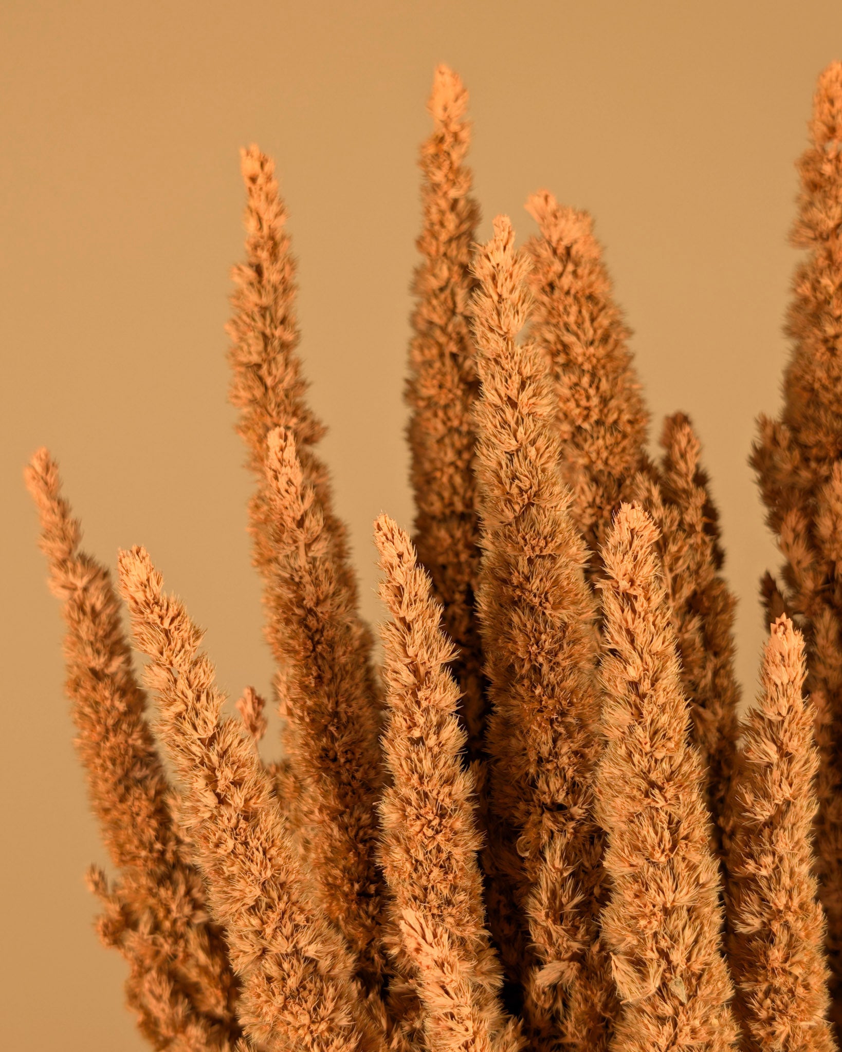 Séché amaranthus coral rose