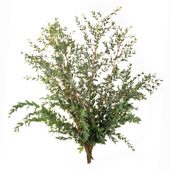 Eucalyptus Parvifolia per forest