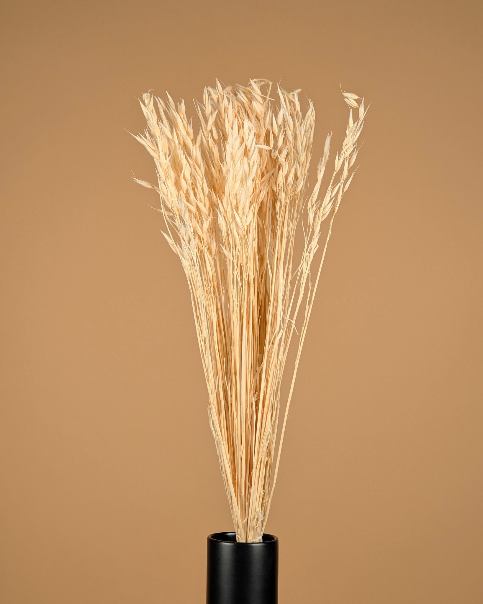 L'avoine séchée (avena) blanchie