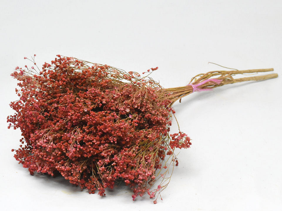 Gedroogde broom bloom – roze