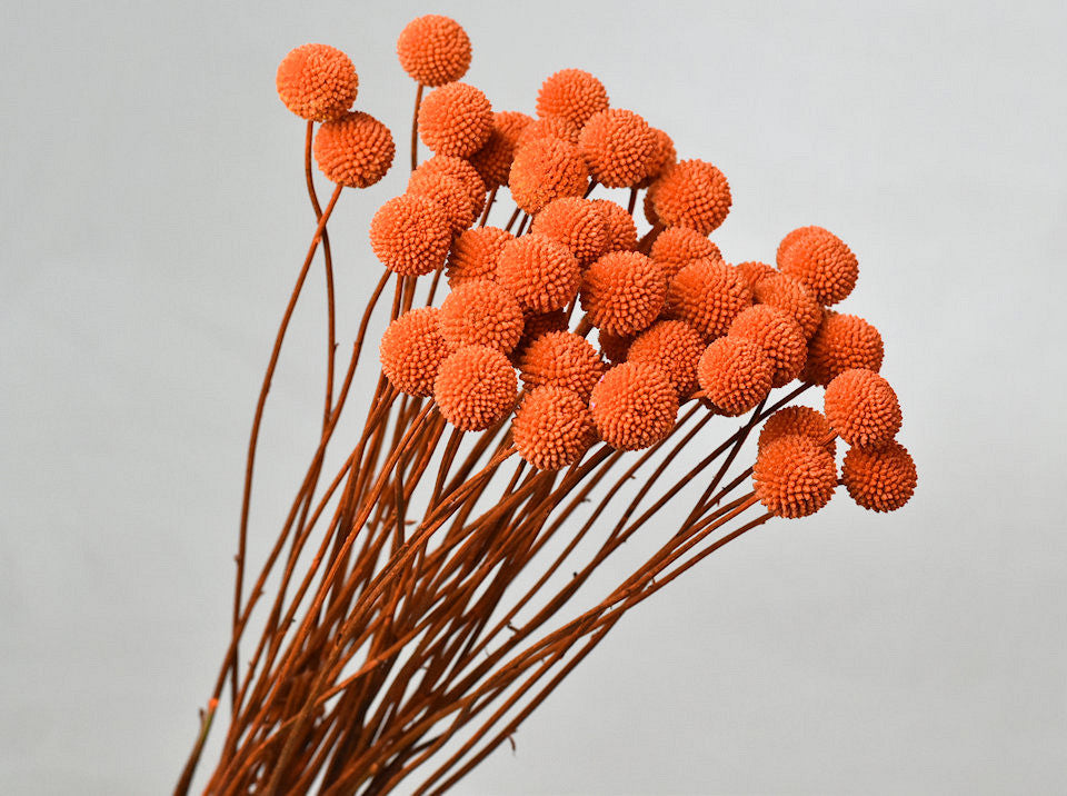 CRASPEDIA orange getrocknet (Billy Button)