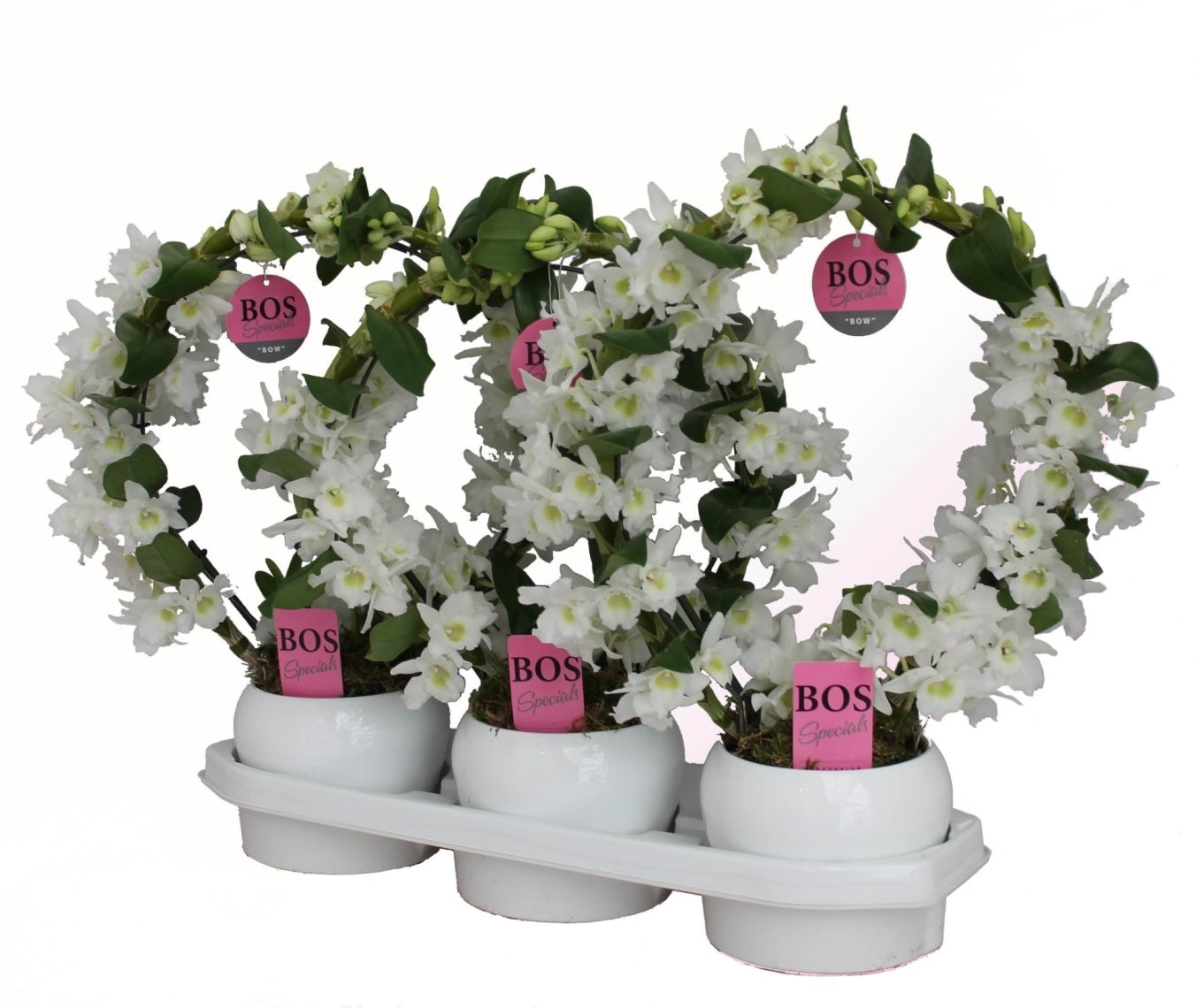 Orchid dendrobium nobilé bow in ceramic pot