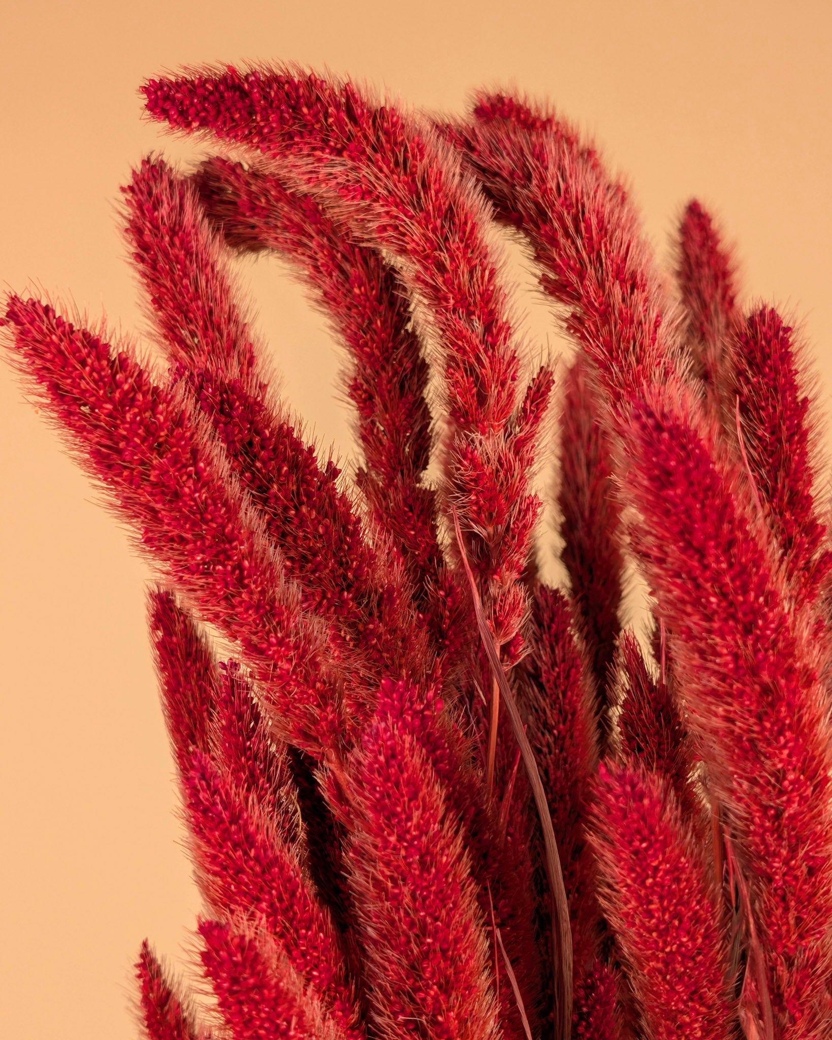 Setaria séché rouge