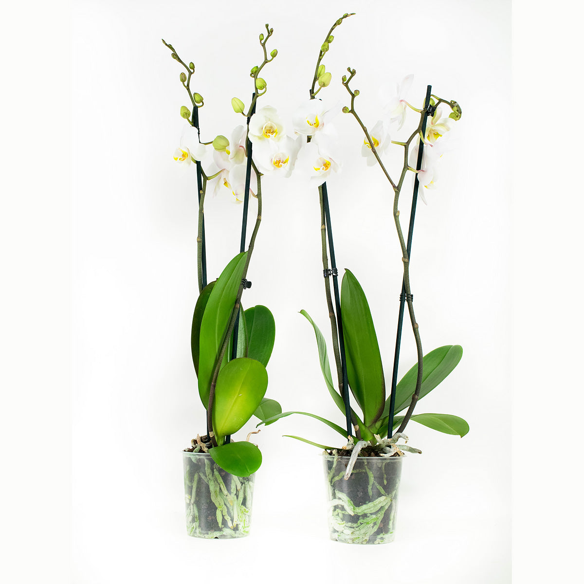 Phalaenopsis Springtime (2 stuks)