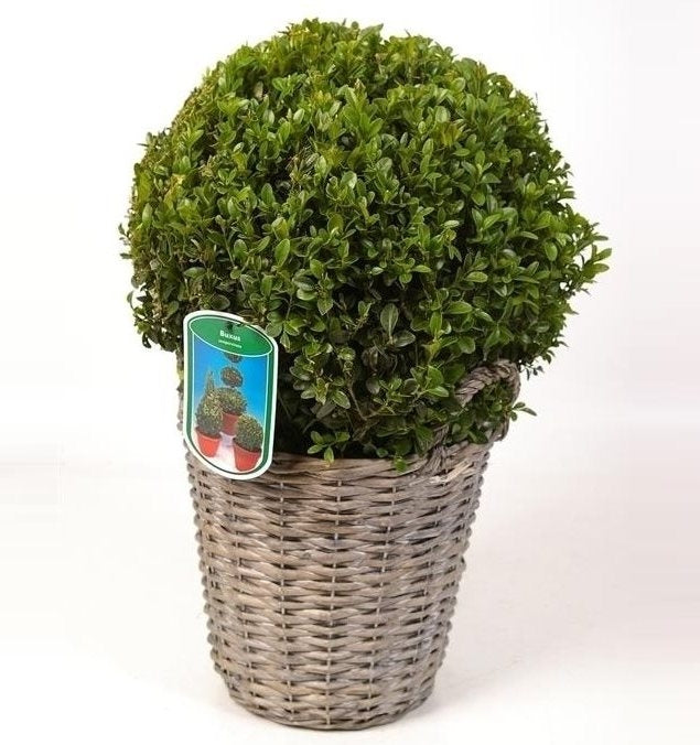 Buxus full of 30 cm in a wicker basket