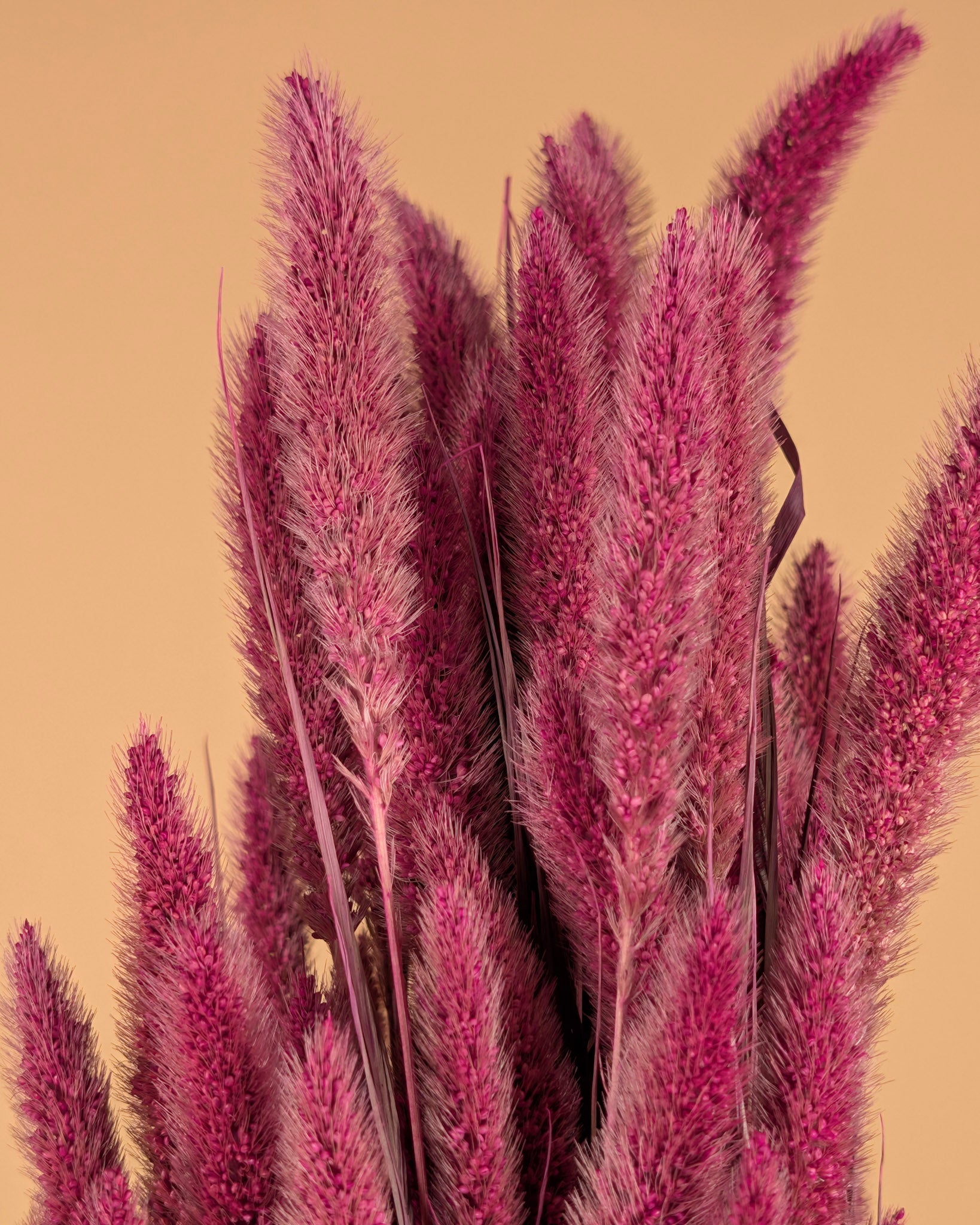 Getrocknetes Setaria Pink