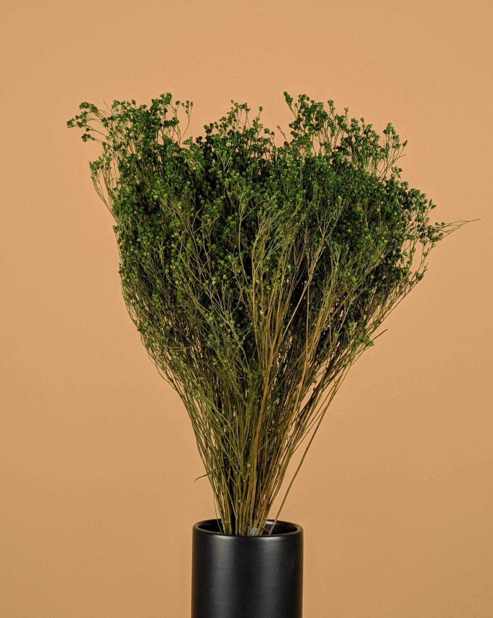 Dried Broom Bloom Green