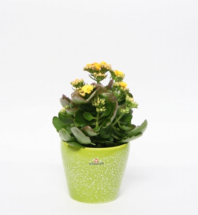 Kalanchoe in a ceramic pot of tulipa pastel with dots