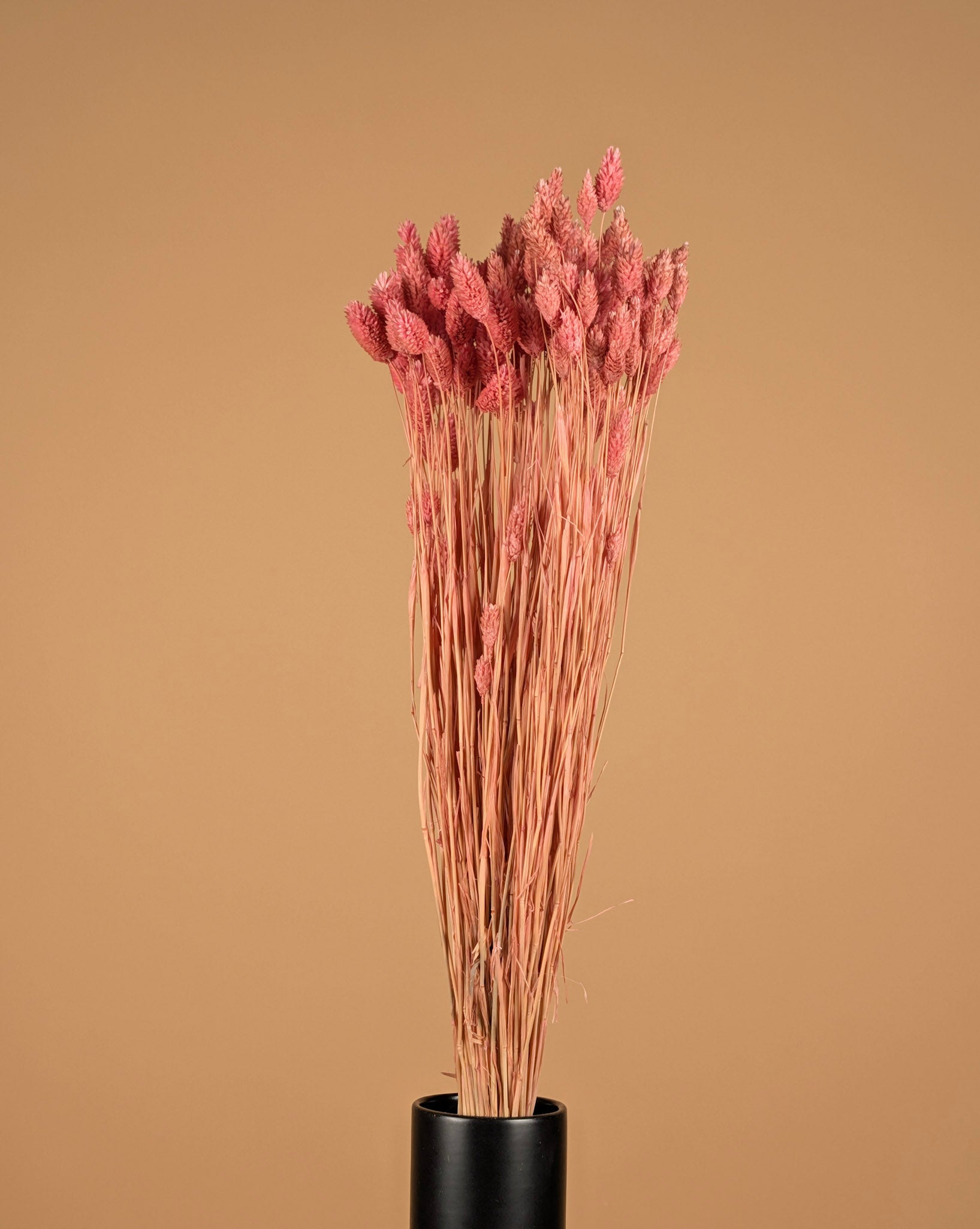 Dried Phalararis Light Pink (Kanariegras)