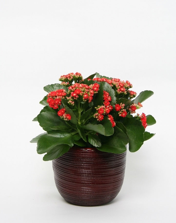 Kalanchoe in Ceramic Pot Cabo Red