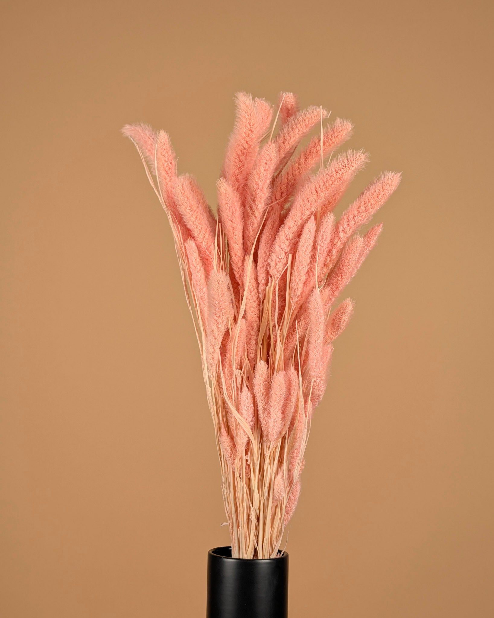 Setaria séché rose clair