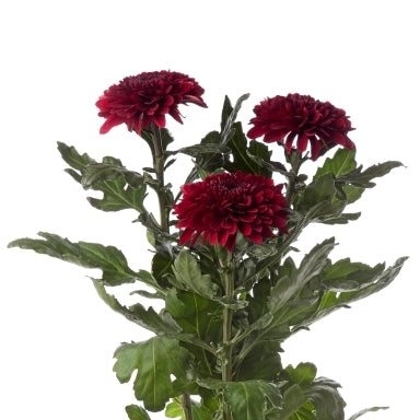 10 Mono Chrysanthemen Herbst