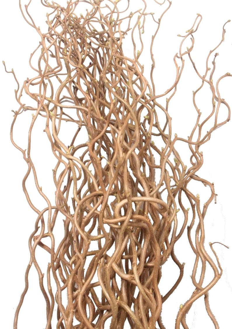 10 Corylus -Zweige Avellana (ausprobierte Weidenzweige)