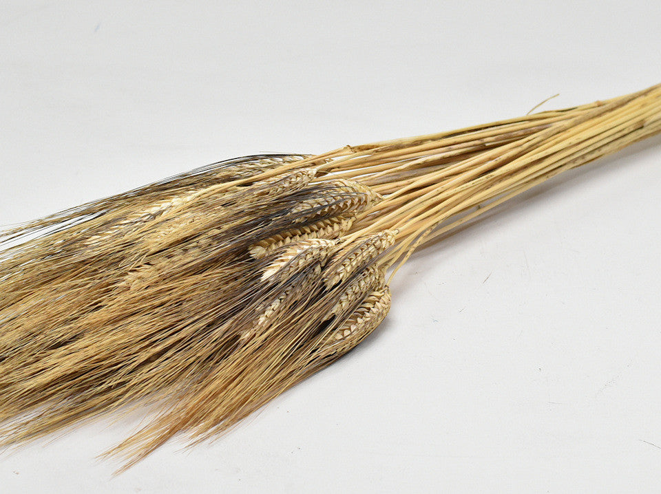 Dried Wheat Black Beard
