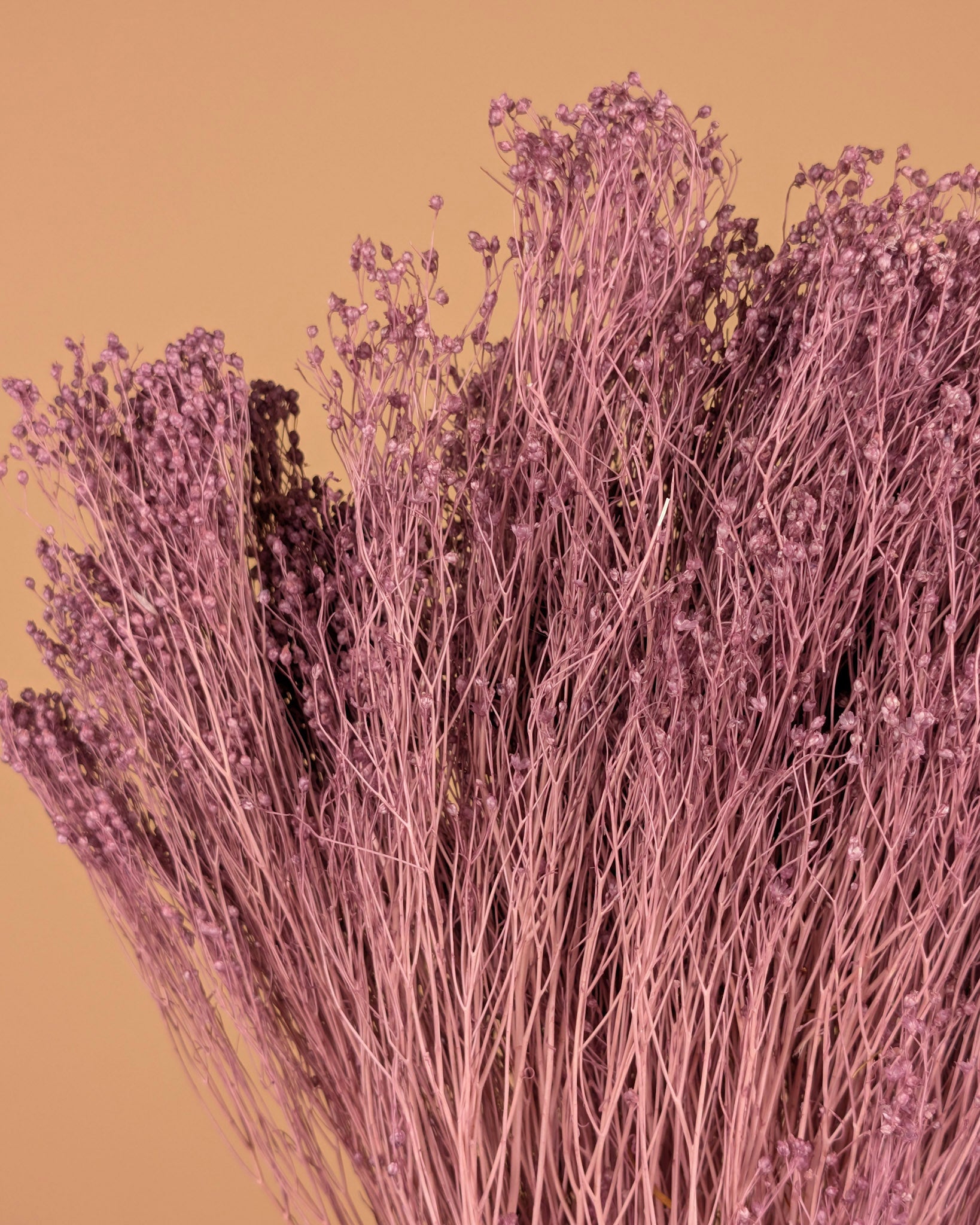 Broom séché Bloom milla violet