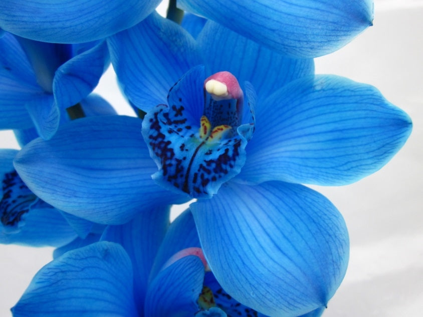 6 blaue Cymbidium-Stiele mit 9-10 Blüten pro Stamm