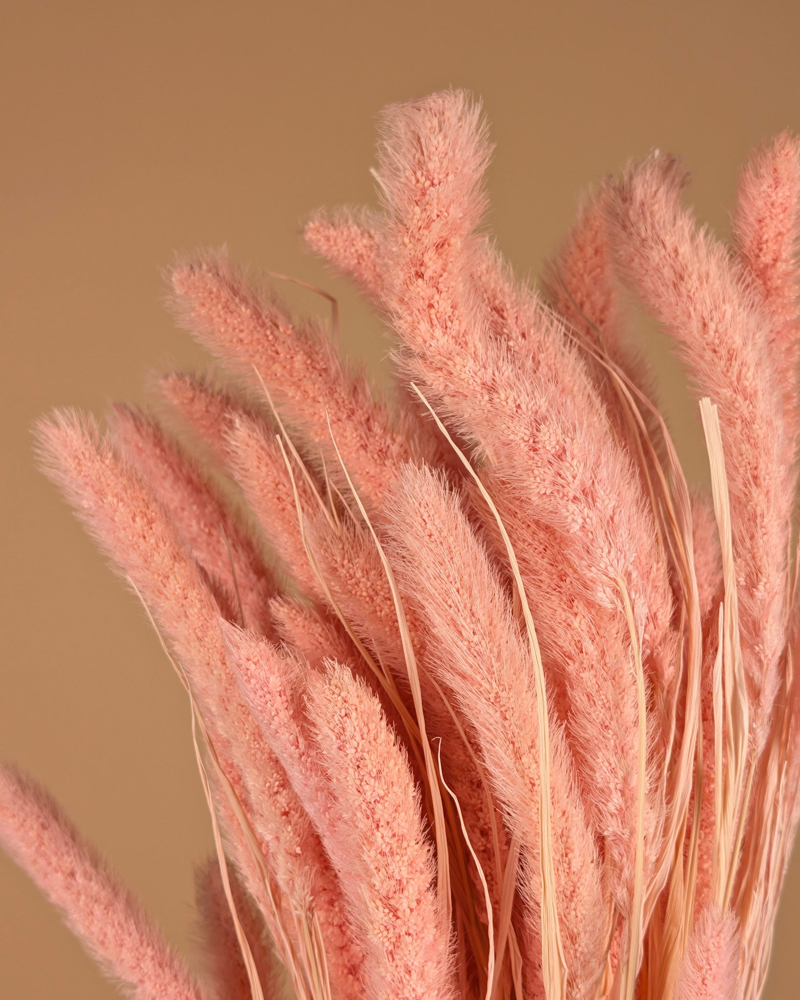 Setaria séché rose clair