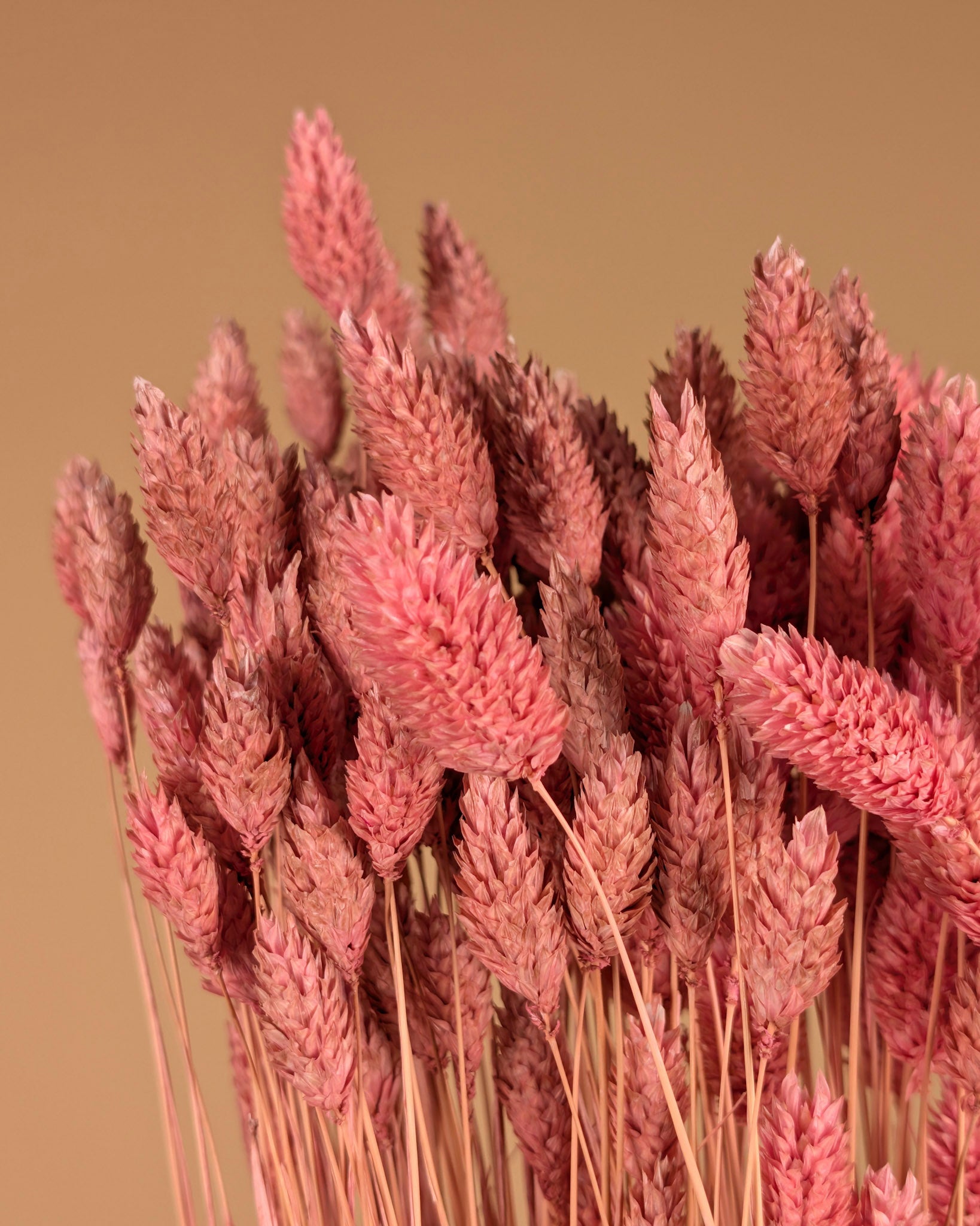 Getrocknete Phalararis hellrosa (Kanariegras)