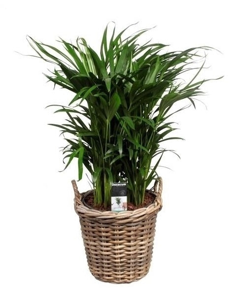 Areca in einem Rattankorb