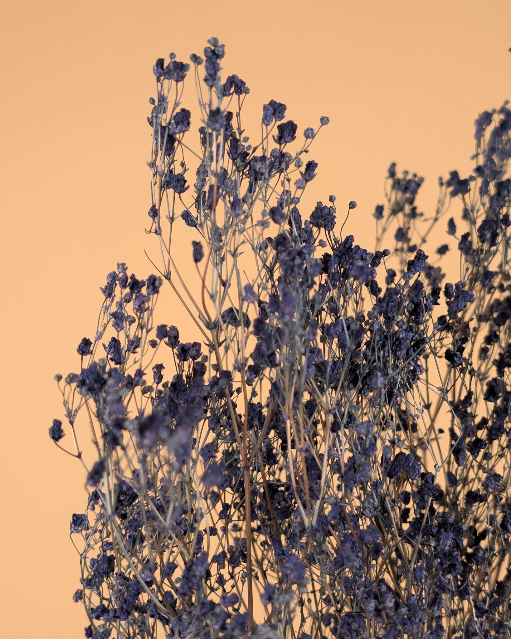 Gips grain (gypsophilia) séché bleu