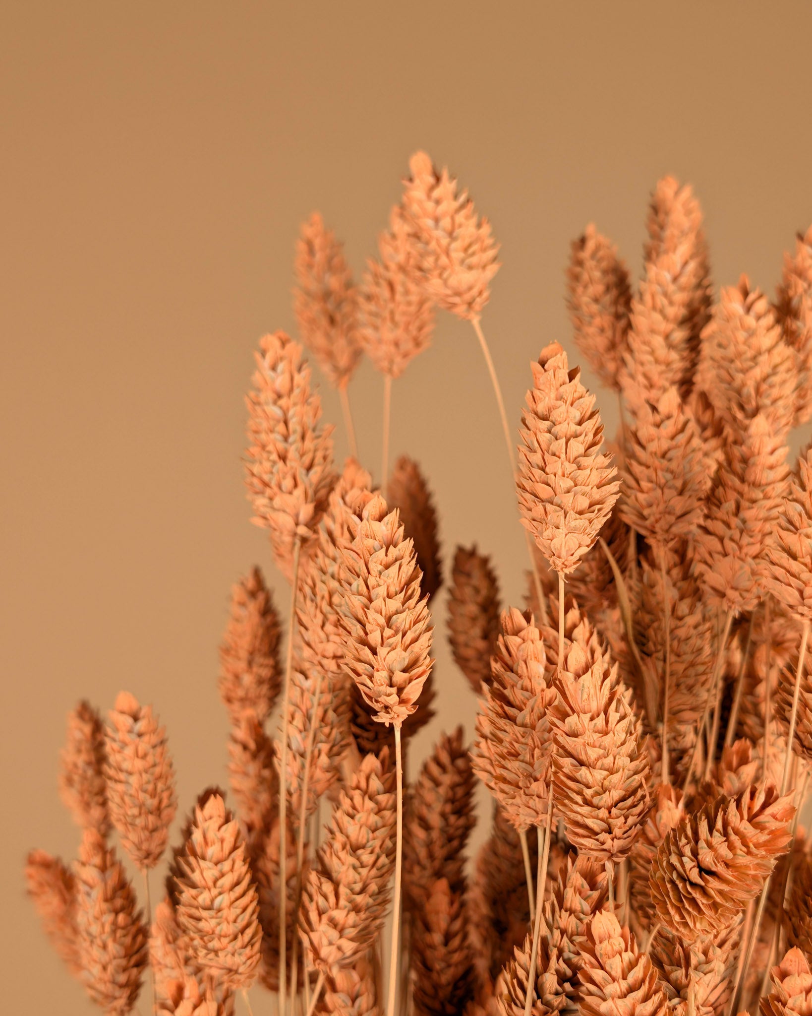 Phalaris Dried Coral Misty