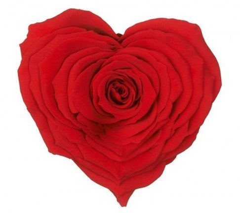 Preserved red roses heart in a gift box